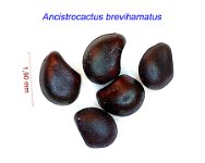 Ancistrocactus brevihamatus.jpg